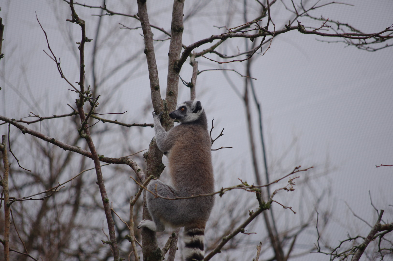 Ring-tailed Lemur- 5/4/2023