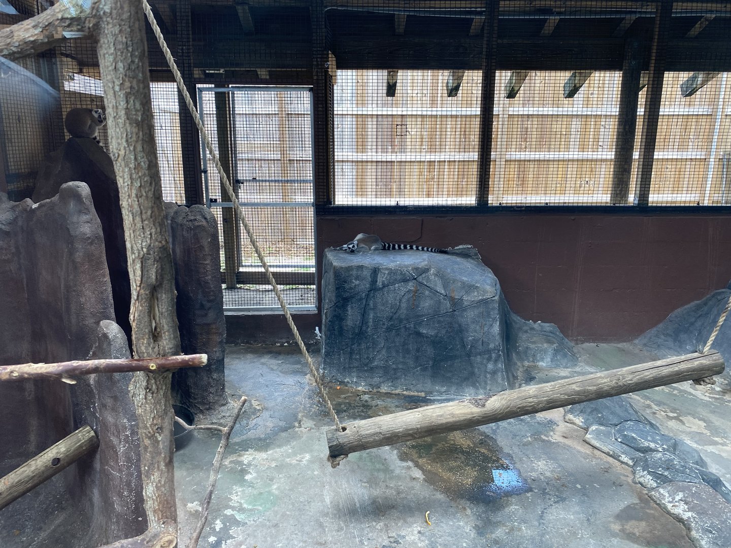 Ring-Tailed Lemur - 6/22/2023