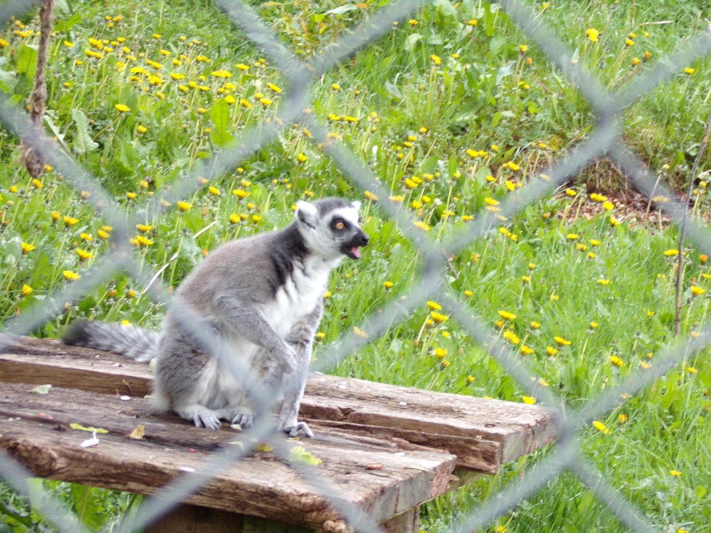Ring-tailed lemur 7.5.23