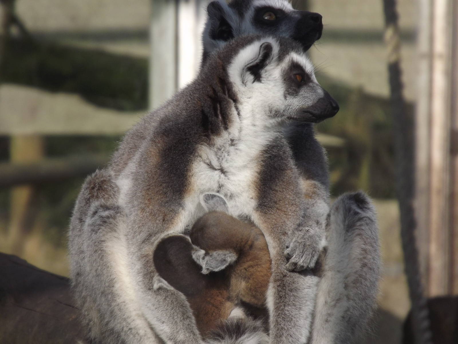Ring Tailed Lemur and Babies at Blackpool Zoo 25/03/12