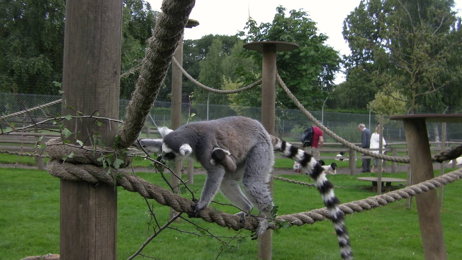 Ring Tailed Lemur and Baby - 27.07.2011