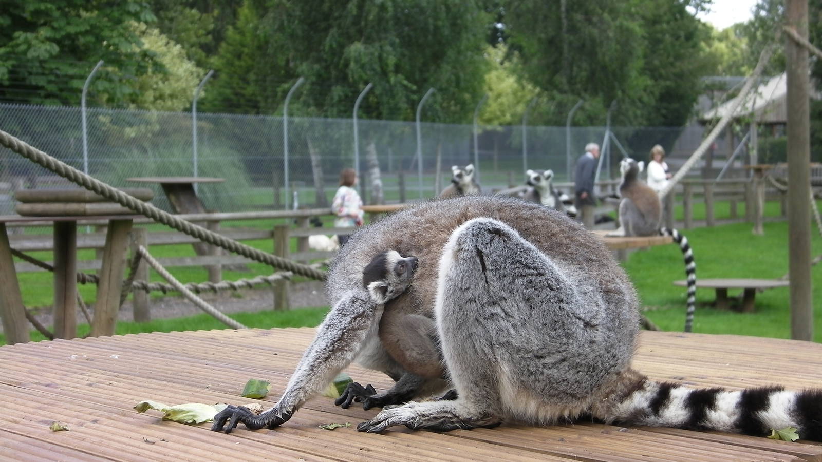 Ring Tailed Lemur and Baby - 27.07.2011