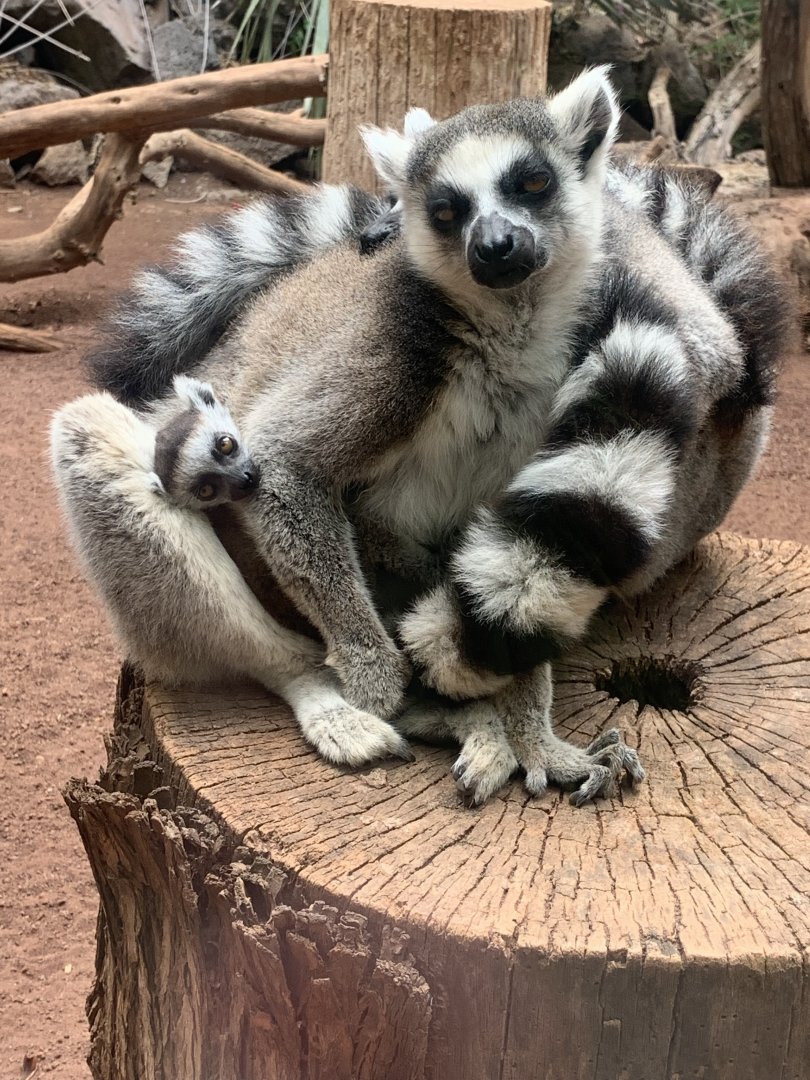 ring tailed lemur and baby - mixed species walk through