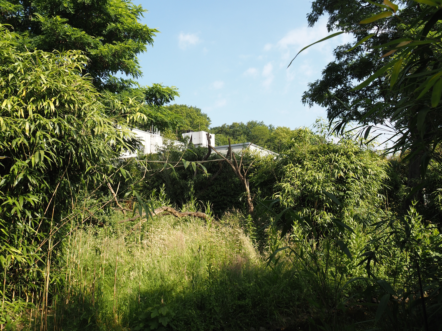 Ring-tailed lemur and black-and-white ruffed lemur island, 2024-06-08