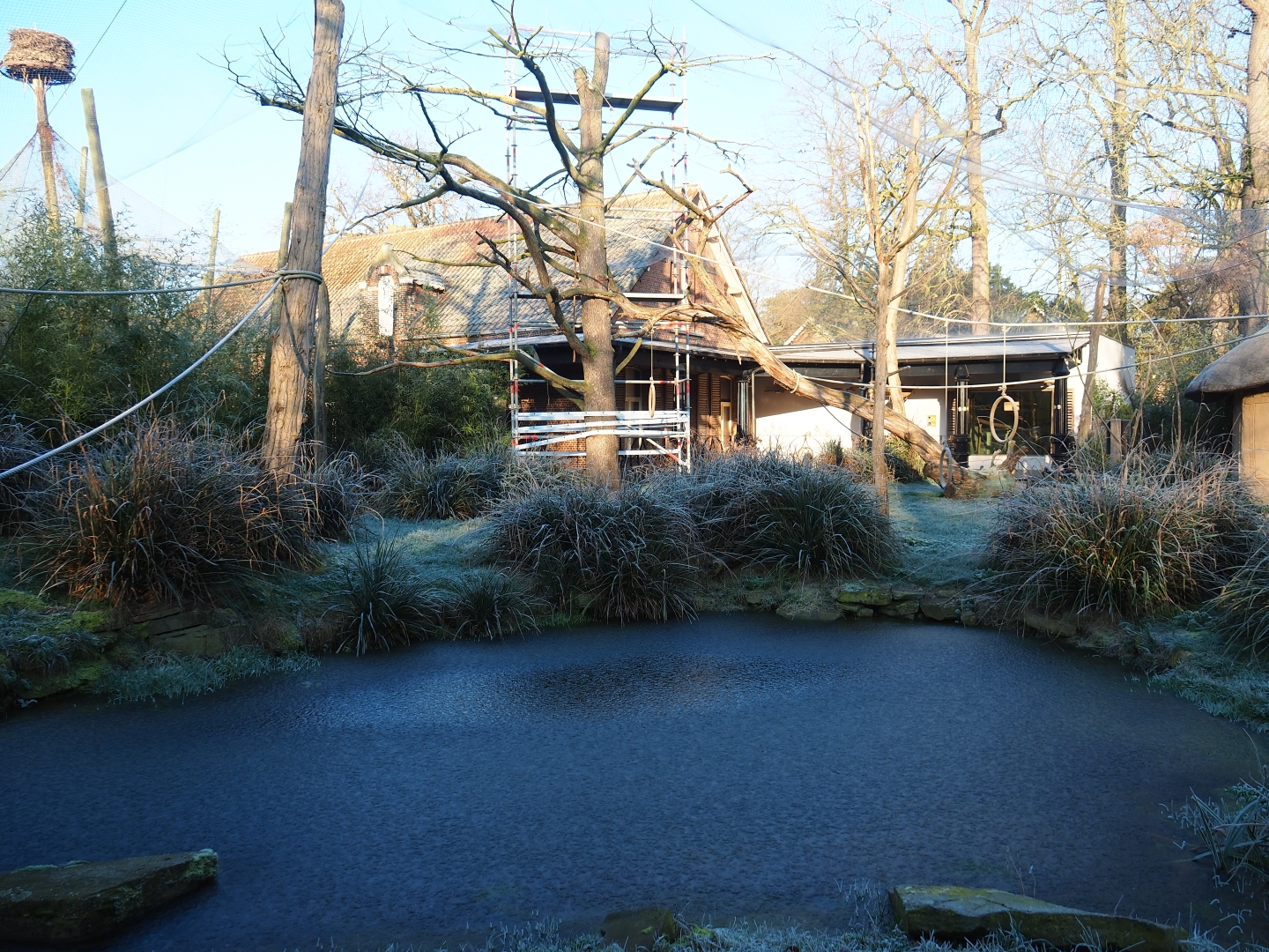 Ring-tailed lemur and Black lemur exhibit (Jan 20th, 2019)