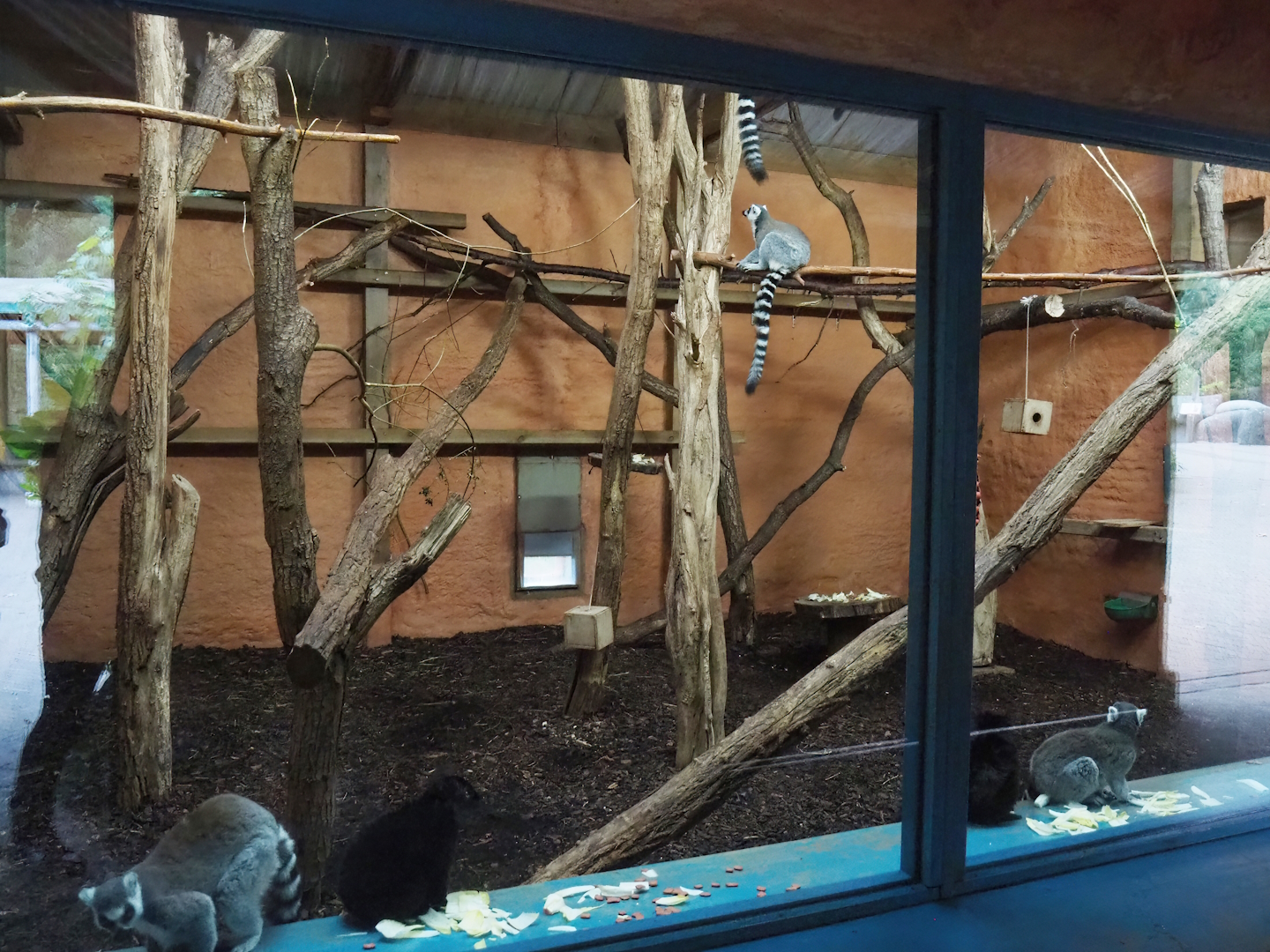 Ring-tailed lemur and Black lemur indoor housing, 2023-10-07