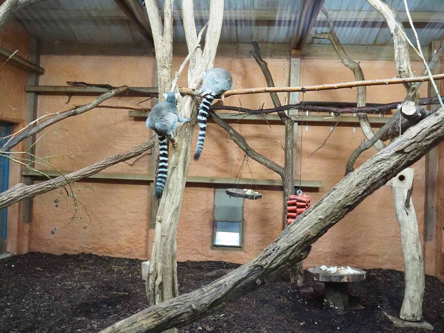 Ring-tailed lemur and Black lemur indoor housing, 2023-10-07