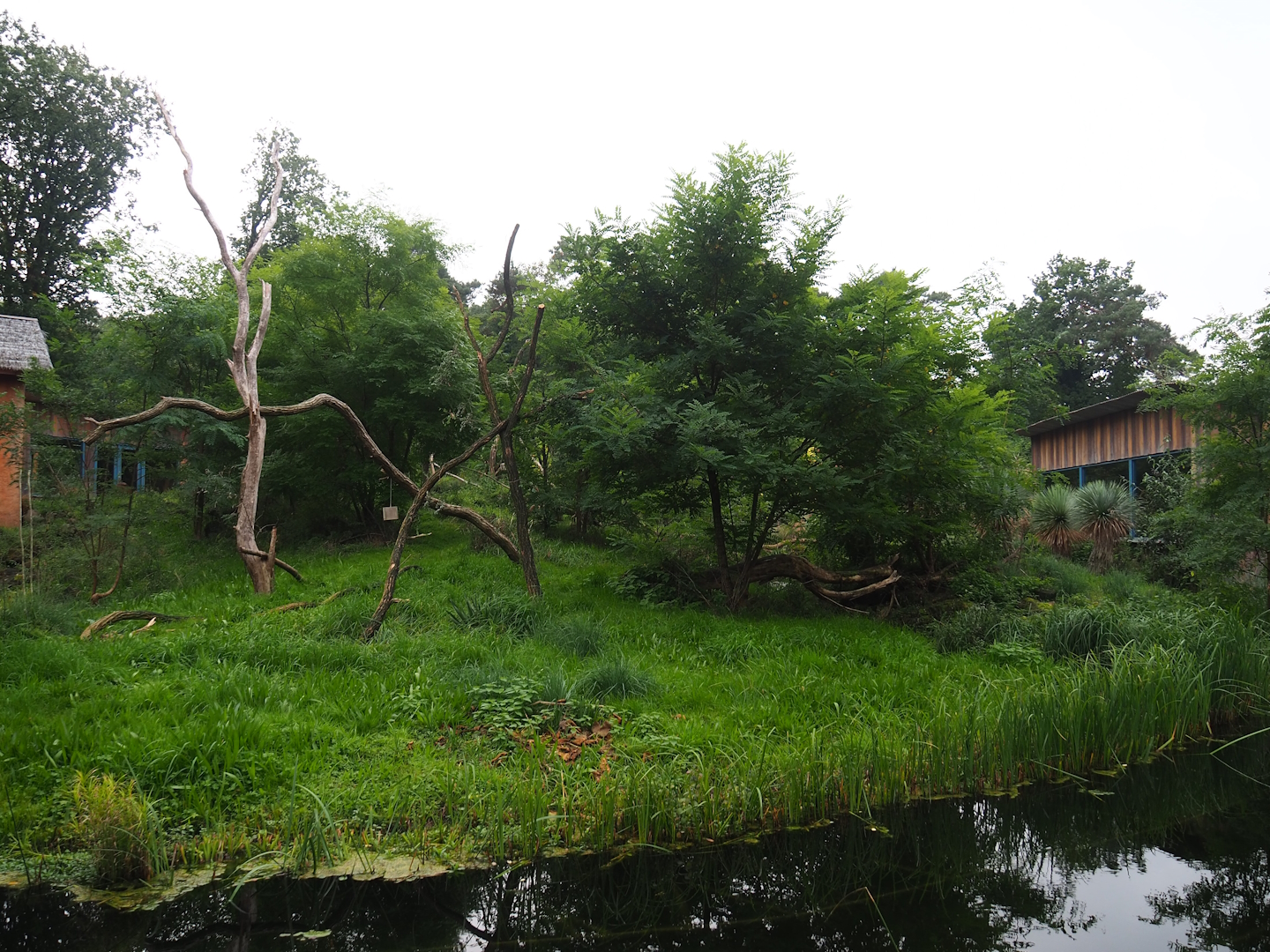 Ring-tailed lemur and Black lemur island, 2023-10-07