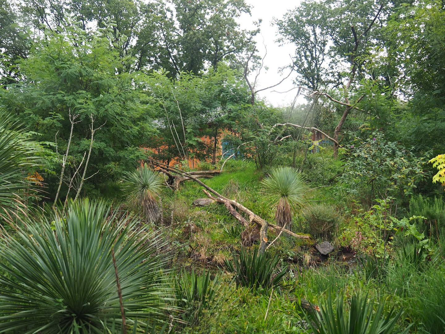 Ring-tailed lemur and Black lemur island, 2023-10-07