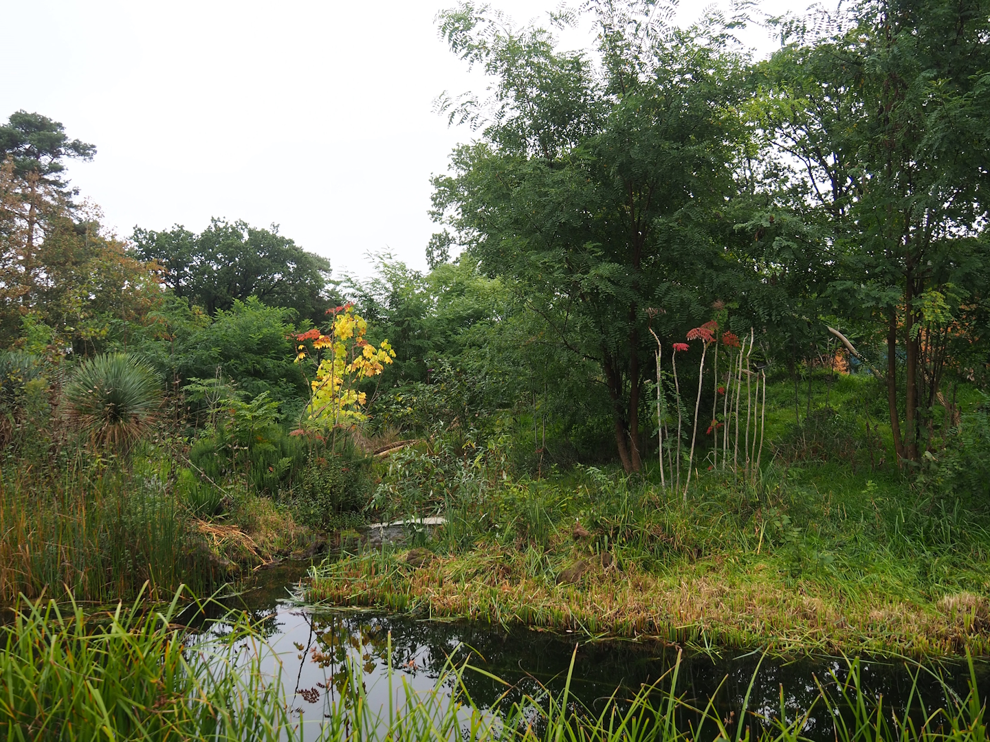 Ring-tailed lemur and Black lemur island, 2023-10-07