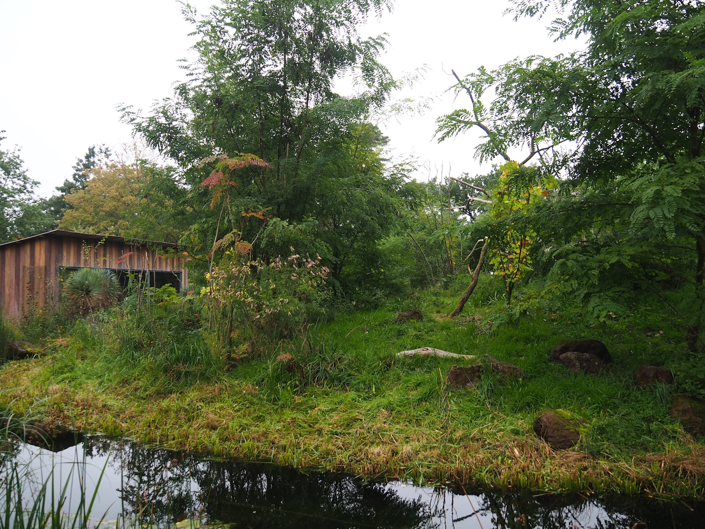 Ring-tailed lemur and Black lemur island, 2023-10-07