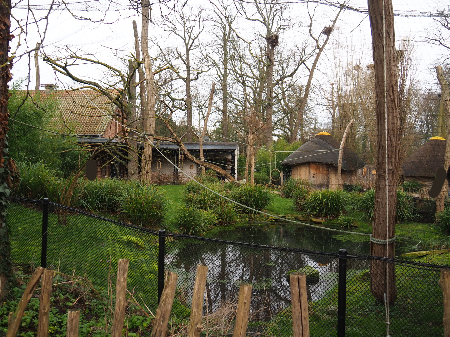 Ring-tailed lemur and Black lemur walk-through exhibit, 2020-01-11