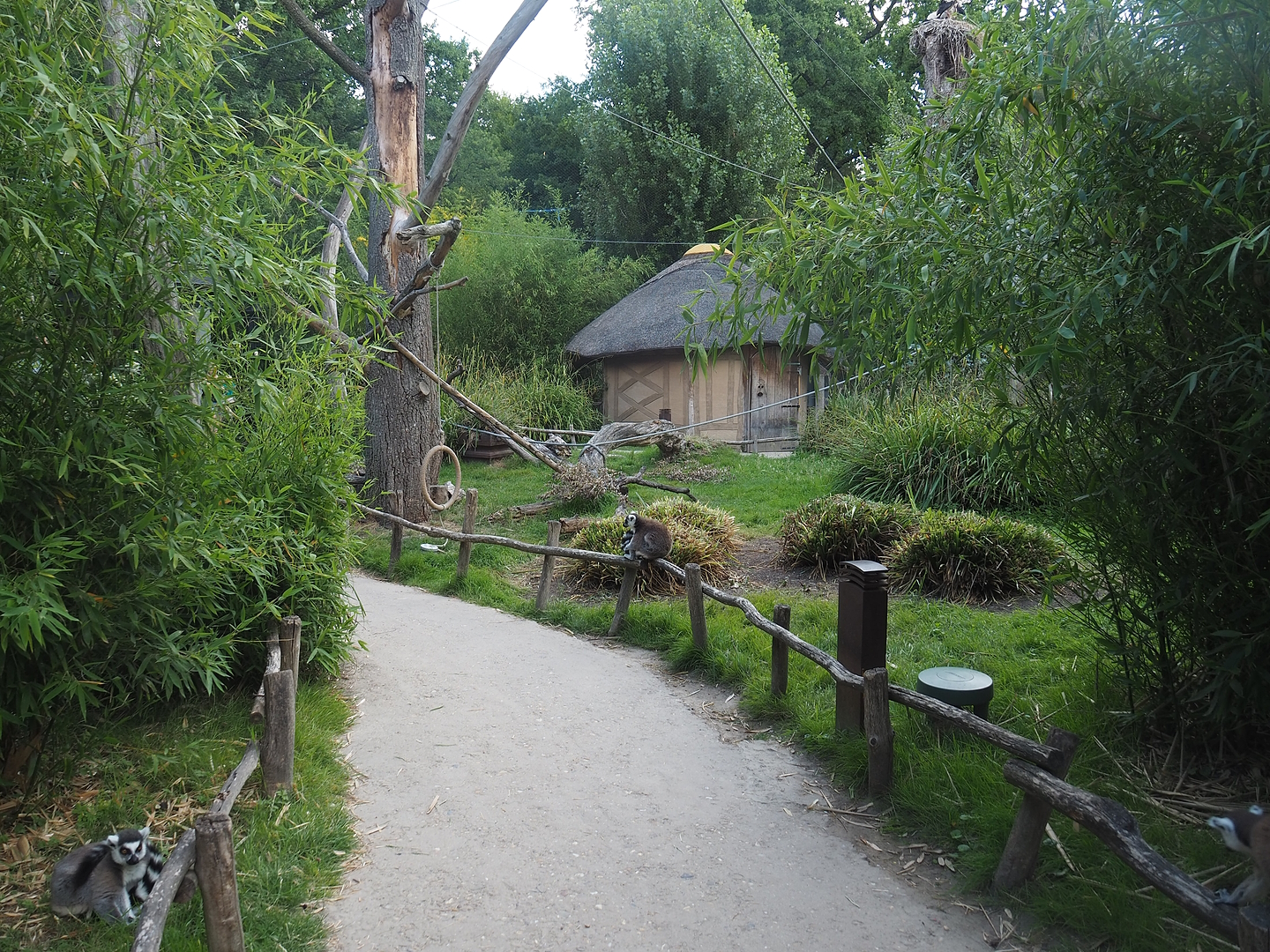 Ring-tailed lemur and Black lemur walk-through exhibit, 2022-07-16