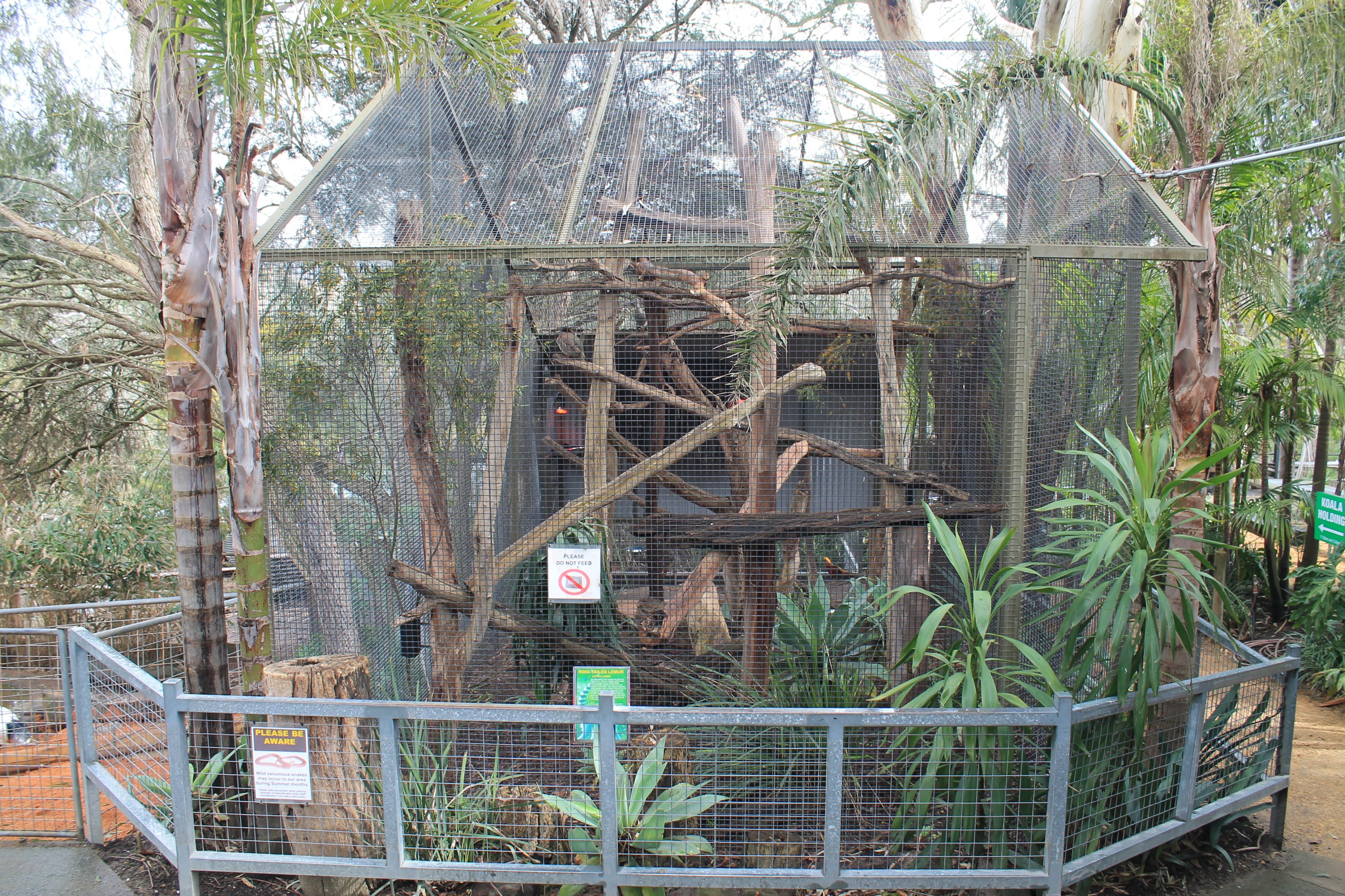 Ring-tailed Lemur and Chukar, mixed cage