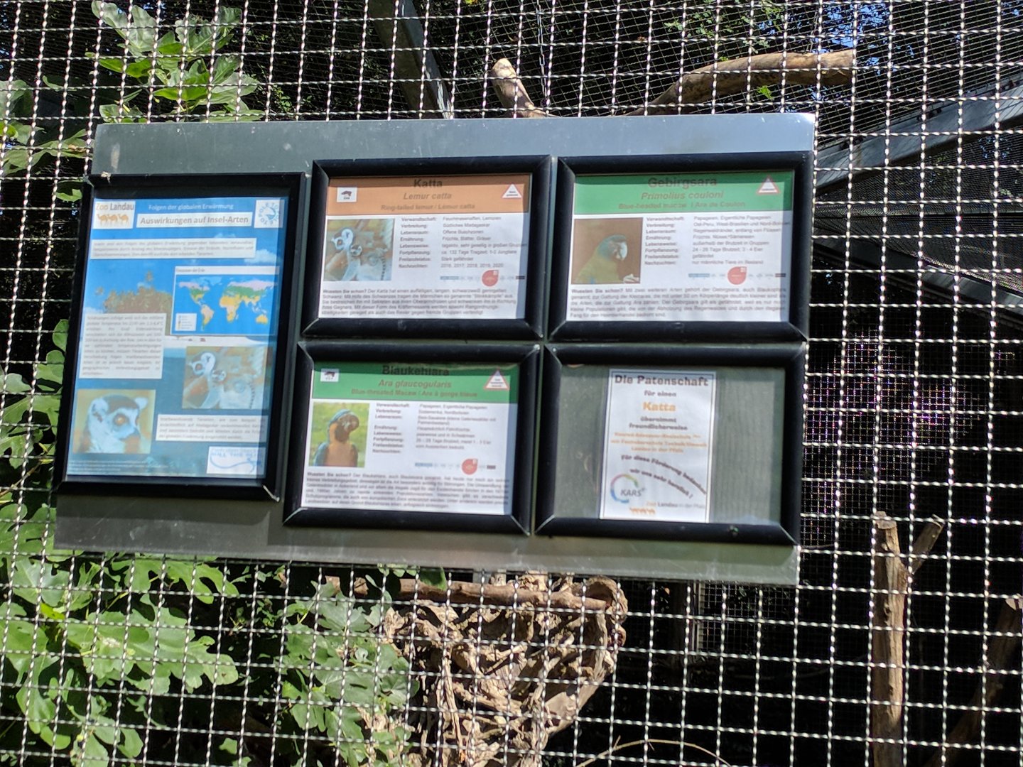 Ring tailed Lemur and Macaws Sign