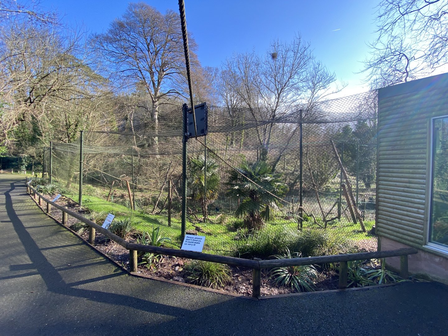 Ring-tailed lemur and Red-fronted lemur enclosure 240222