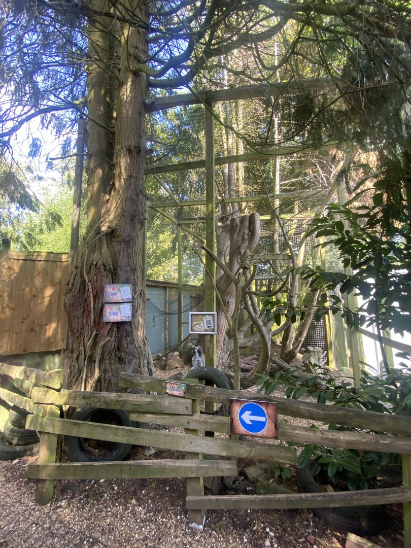 Ring-tailed lemur and Red-fronted lemur enclosure 290723