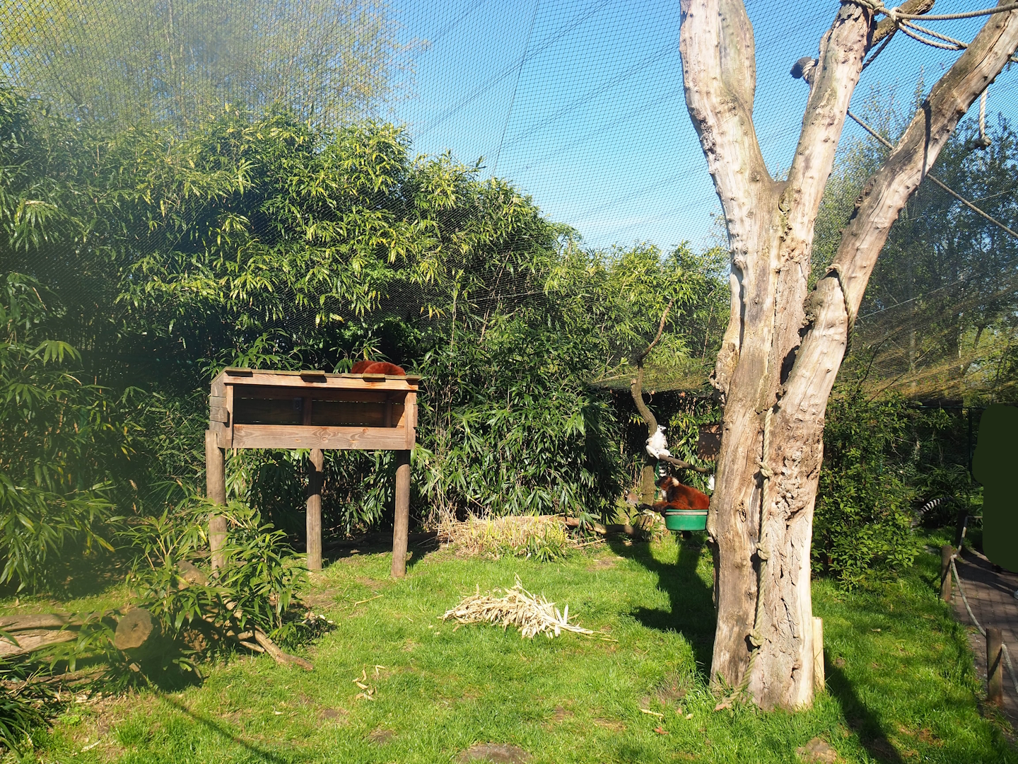 Ring-tailed lemur and Red ruffed lemur walkthrough exhibit, 2023-04-30