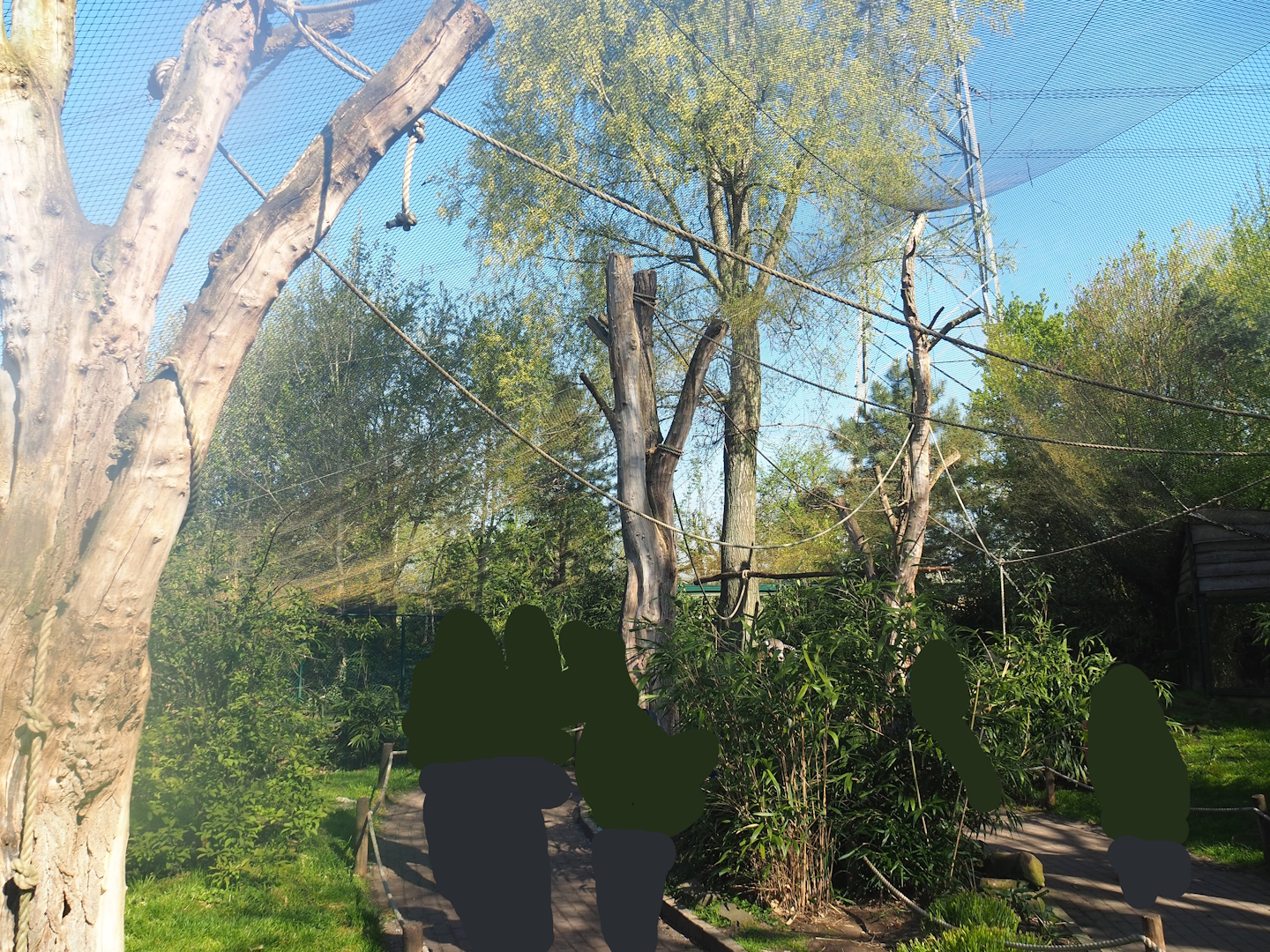 Ring-tailed lemur and Red ruffed lemur walkthrough exhibit, 2023-04-30