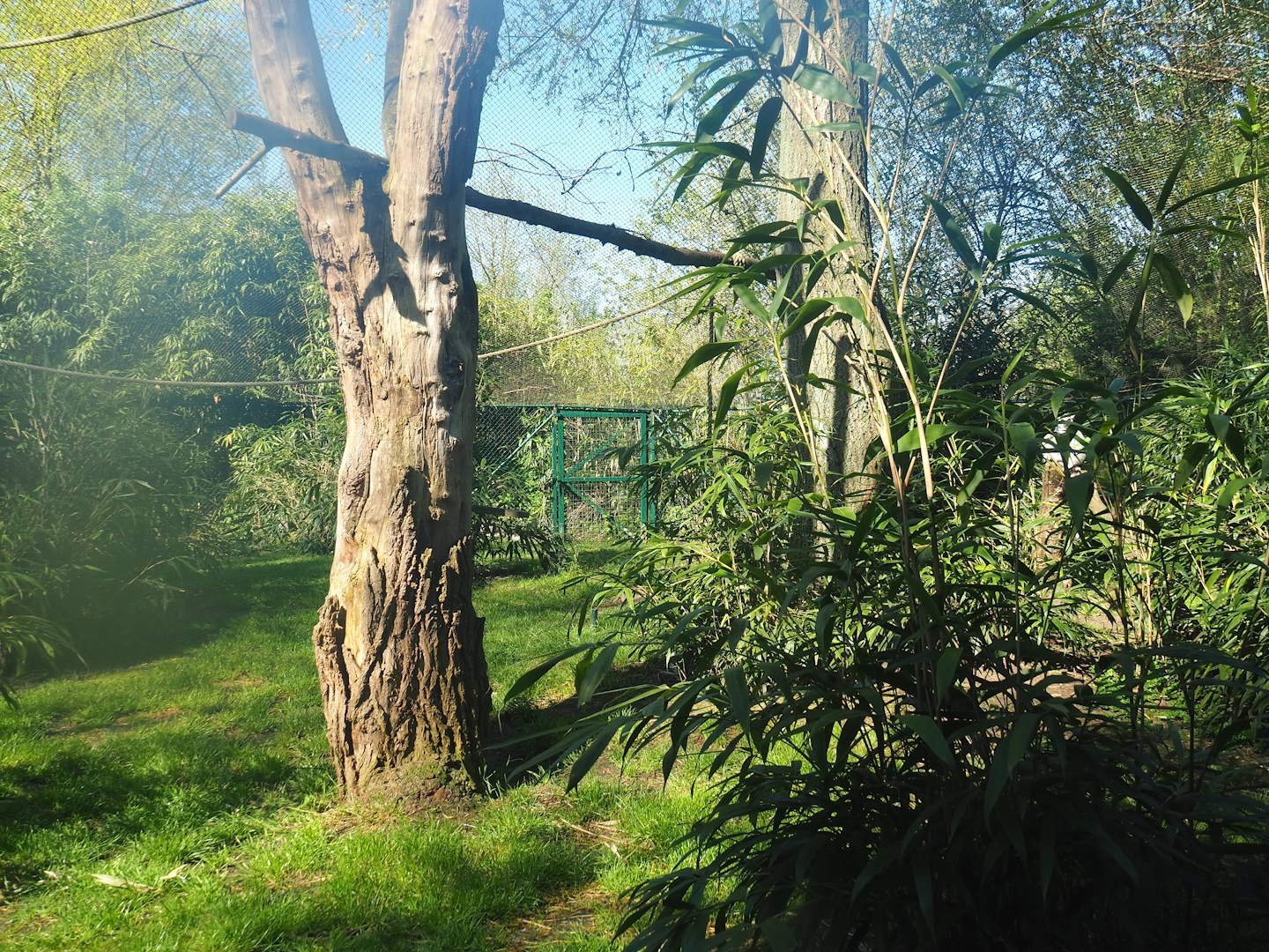 Ring-tailed lemur and Red ruffed lemur walkthrough exhibit, 2023-04-30