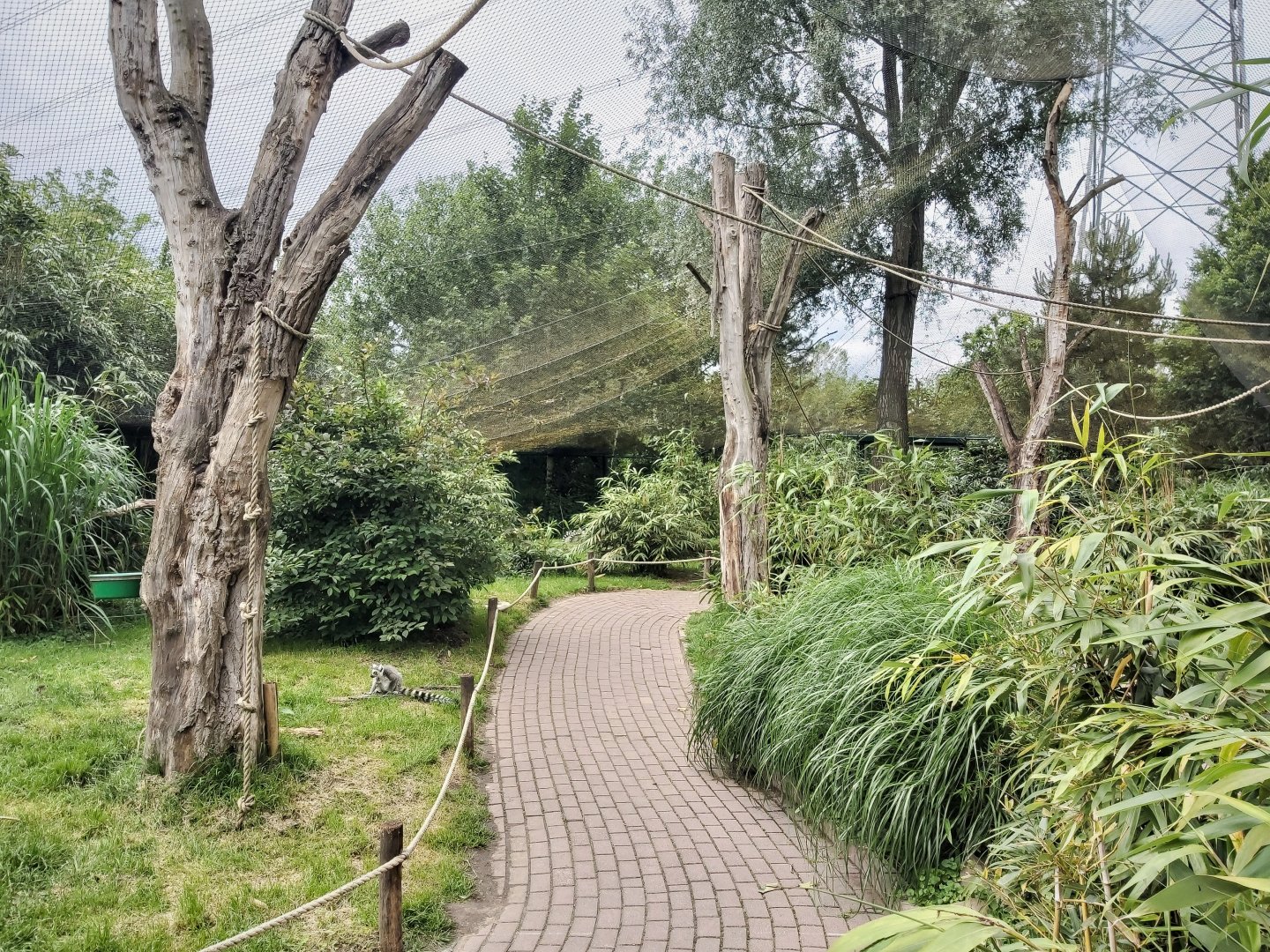 Ring-tailed lemur and red ruffed lemur walktrough exhibit