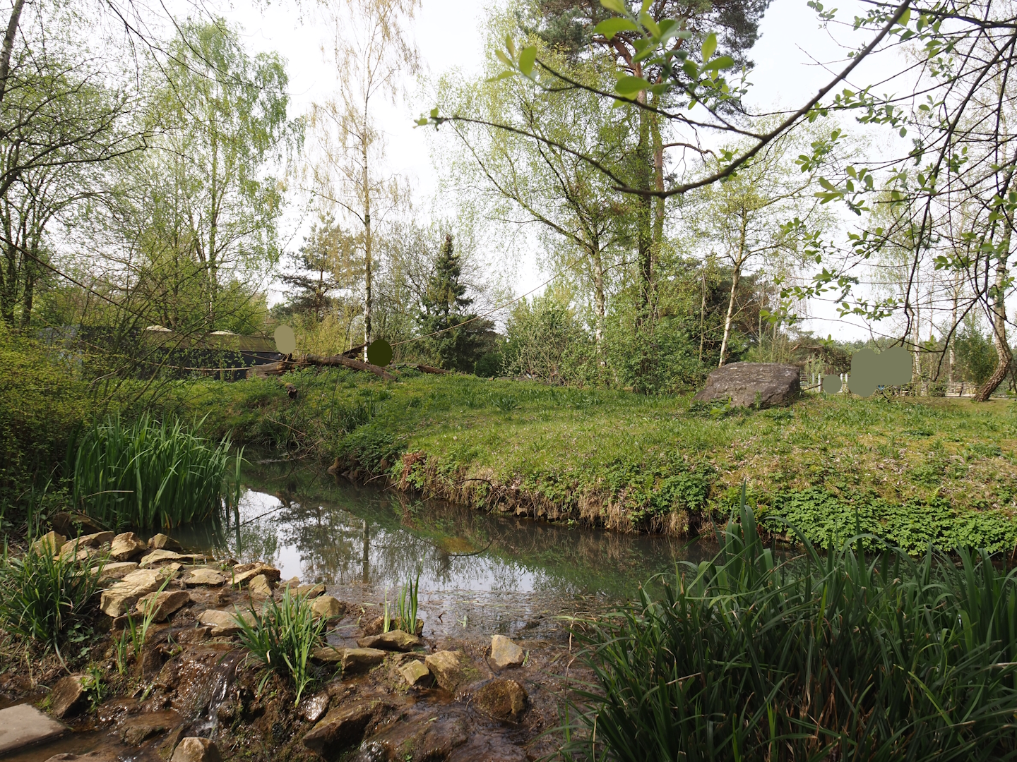 Ring-tailed lemur and Red ruffer lemur exhibit - Original lemur island, now part of walk-through, 2024-04-06