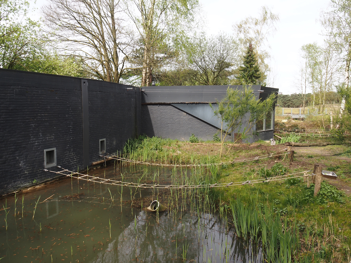 Ring-tailed lemur and Red ruffer lemur house, 2024-04-06