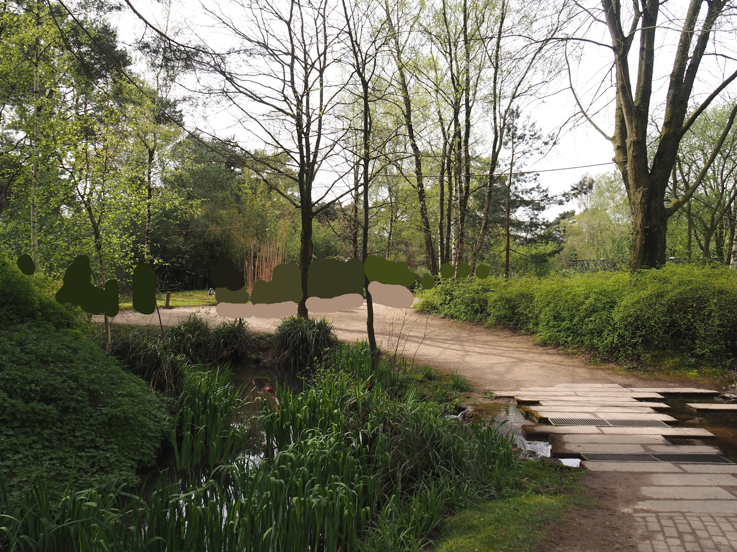 Ring-tailed lemur and Red ruffer lemur walk-through area, 2024-04-06