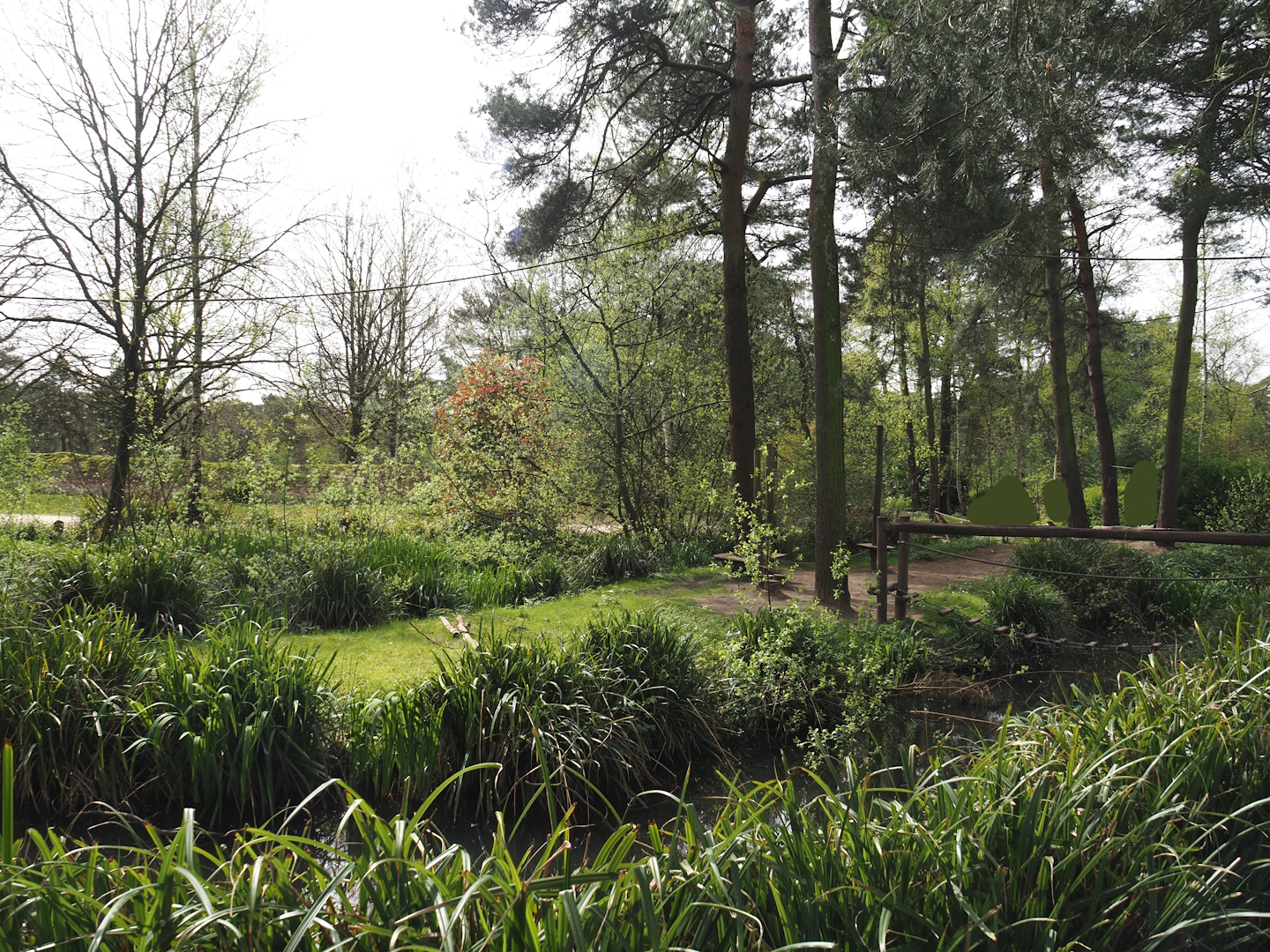 Ring-tailed lemur and Red ruffer lemur walk-through area, 2024-04-06