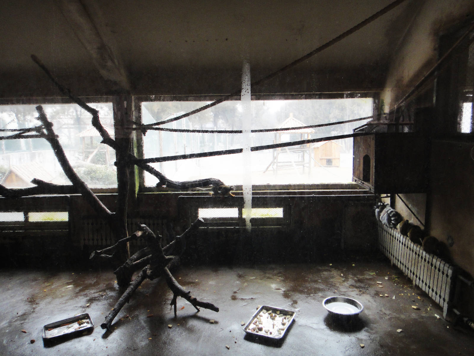 Ring-tailed lemur and squirrel monkey enclosure