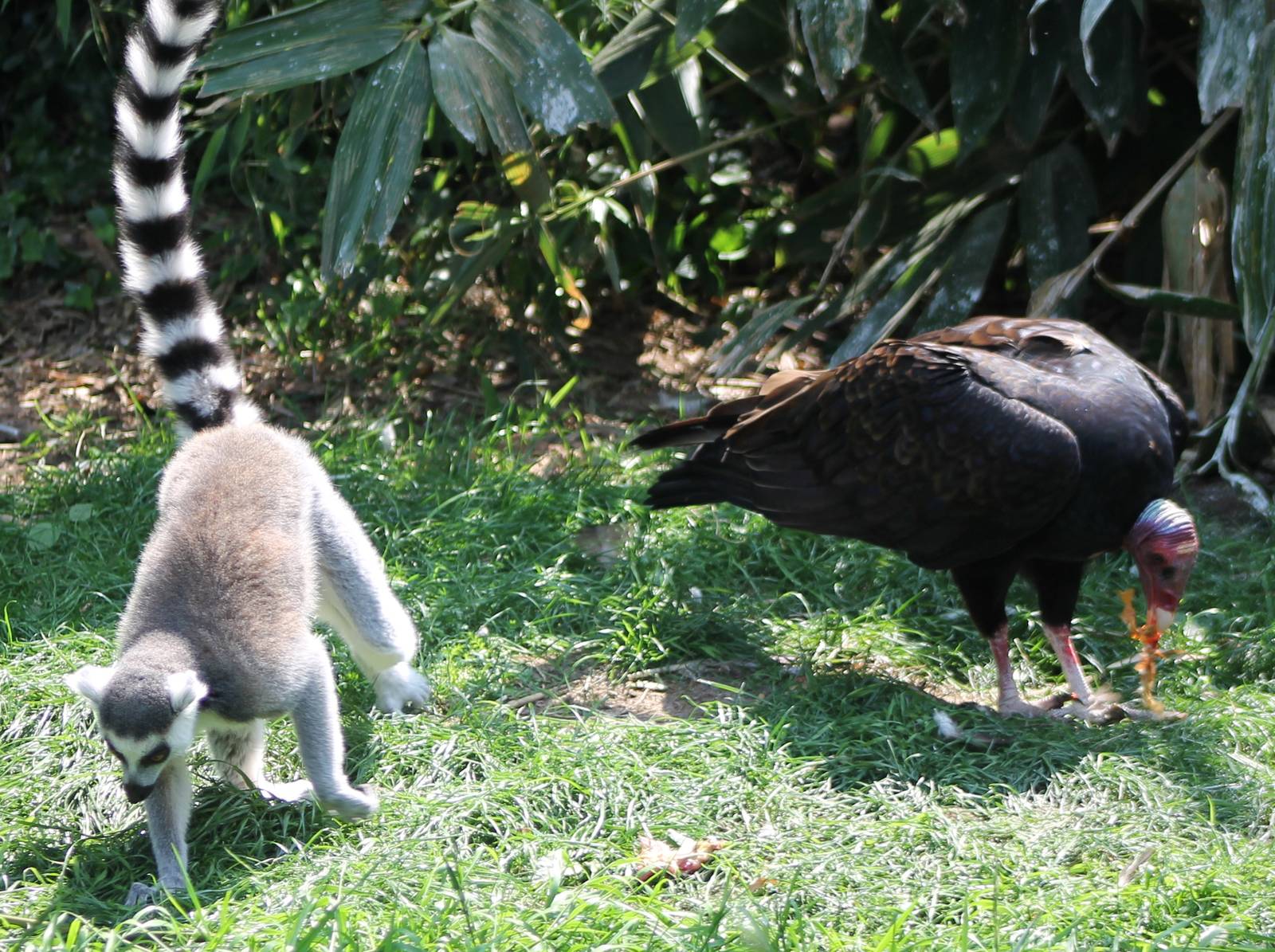 Ring-tailed lemur and Turkey vulture
