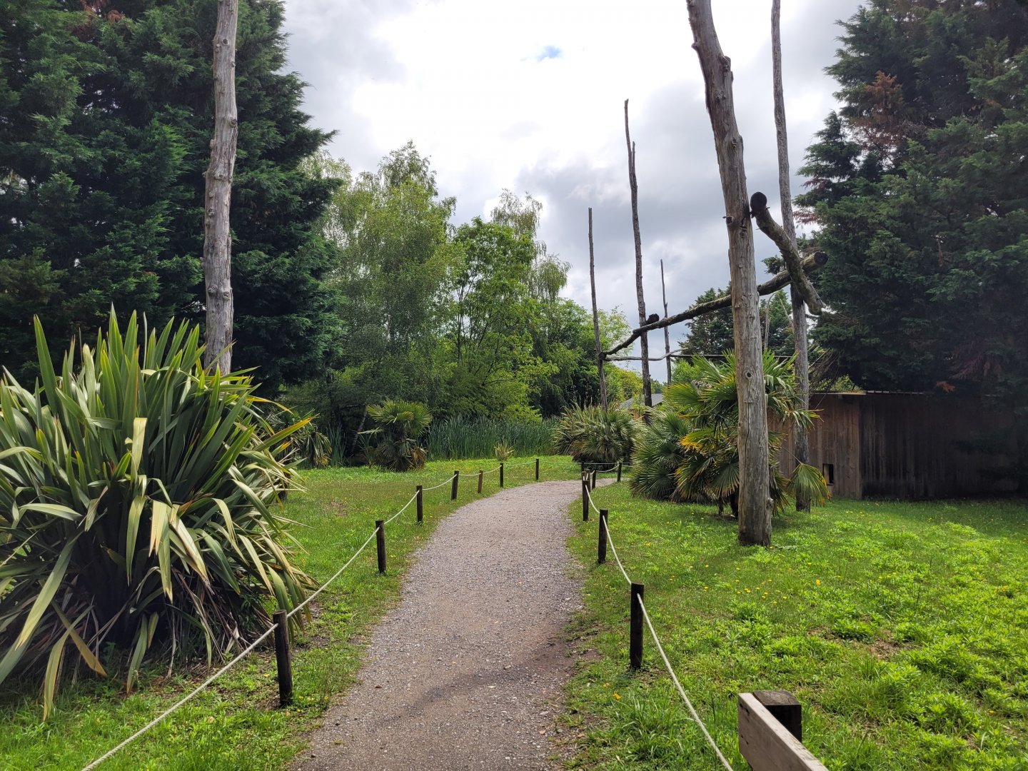 Ring-tailed lemur and White-belted ruffed lemur exhibit -Zoo du bassin d'Arcachon (2024)