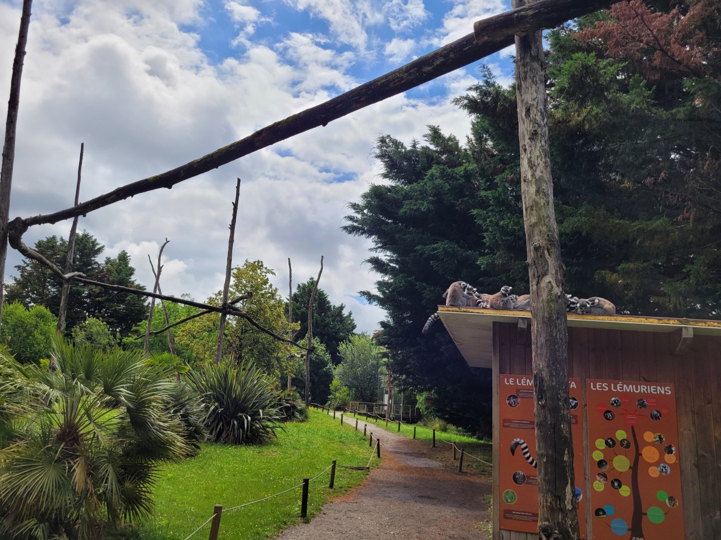 Ring-tailed lemur and White-belted ruffed lemur exhibit -Zoo du bassin d'Arcachon (2024)
