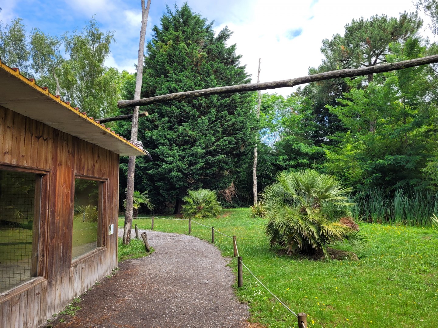 Ring-tailed lemur and White-belted ruffed lemur exhibit -Zoo du bassin d'Arcachon (2024)