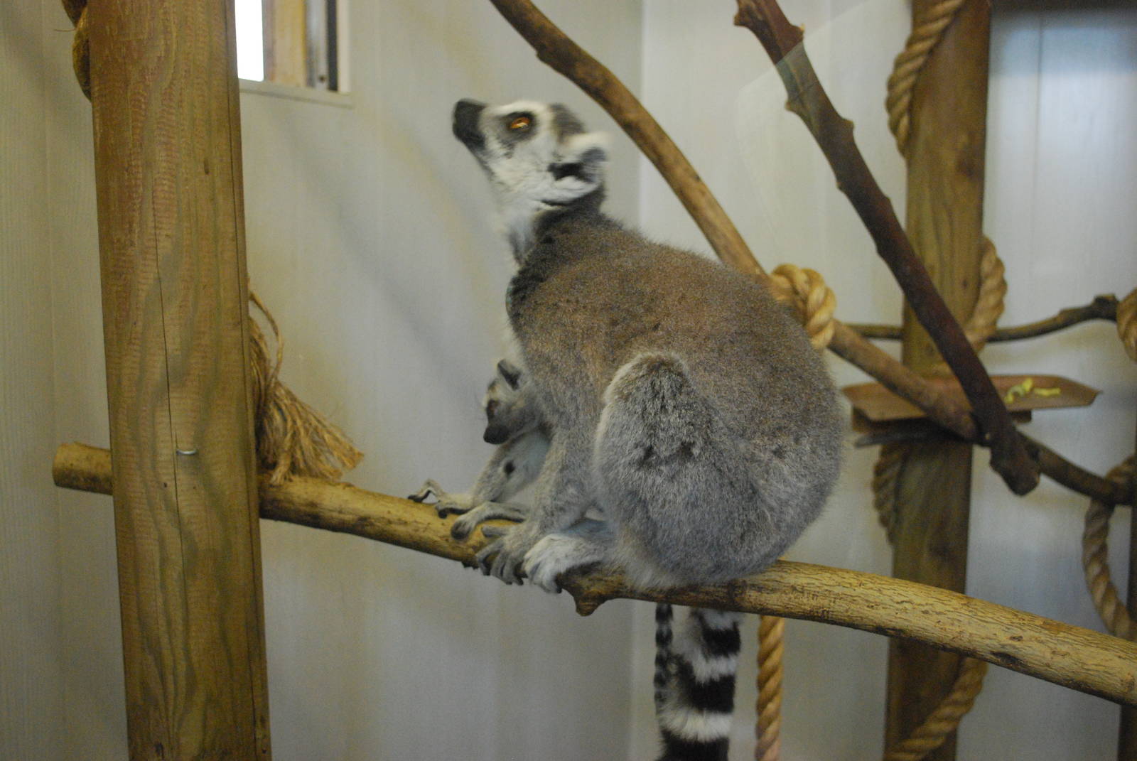 ring tailed lemur and young