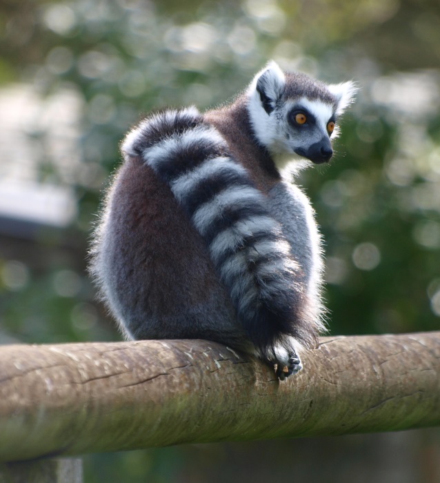 Ring-tailed lemur (April 19th, 2015)