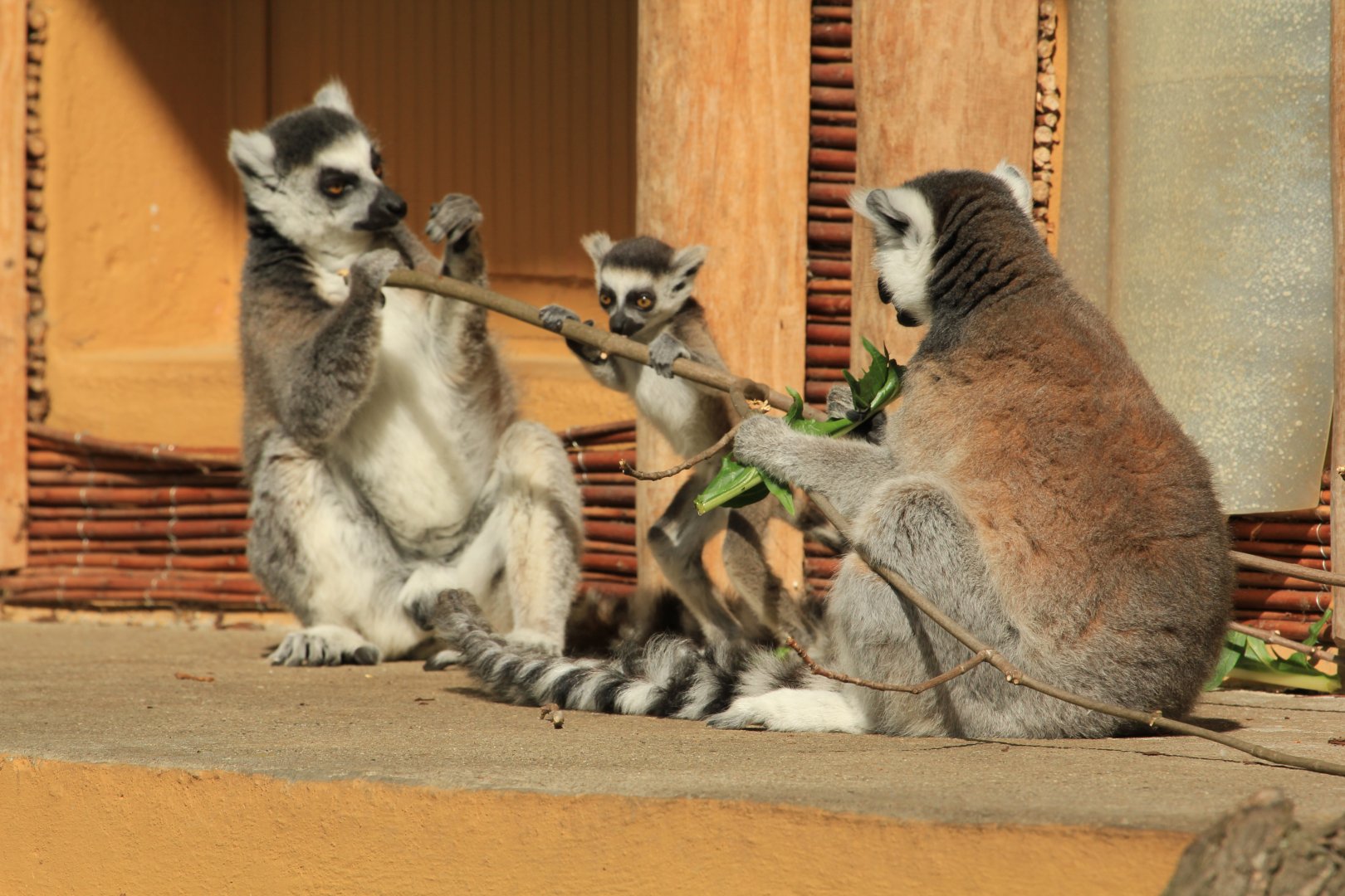 Ring tailed lemur (April 2018)