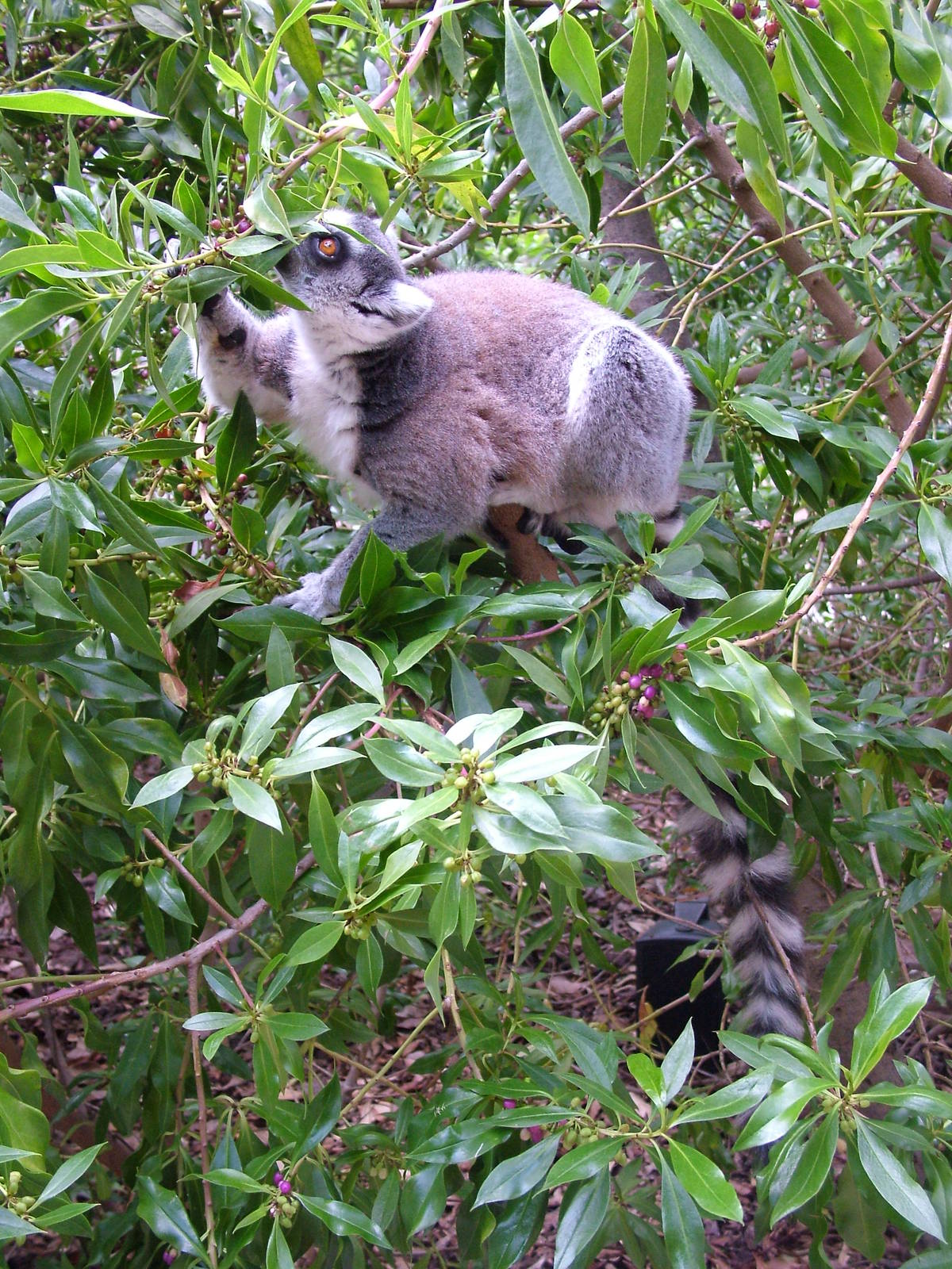 Ring-tailed Lemur at Bioparc Valencia, 28/05/11