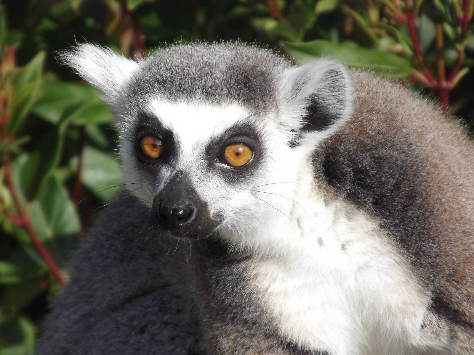 Ring Tailed Lemur at Blackpool Zoo 01/04/12