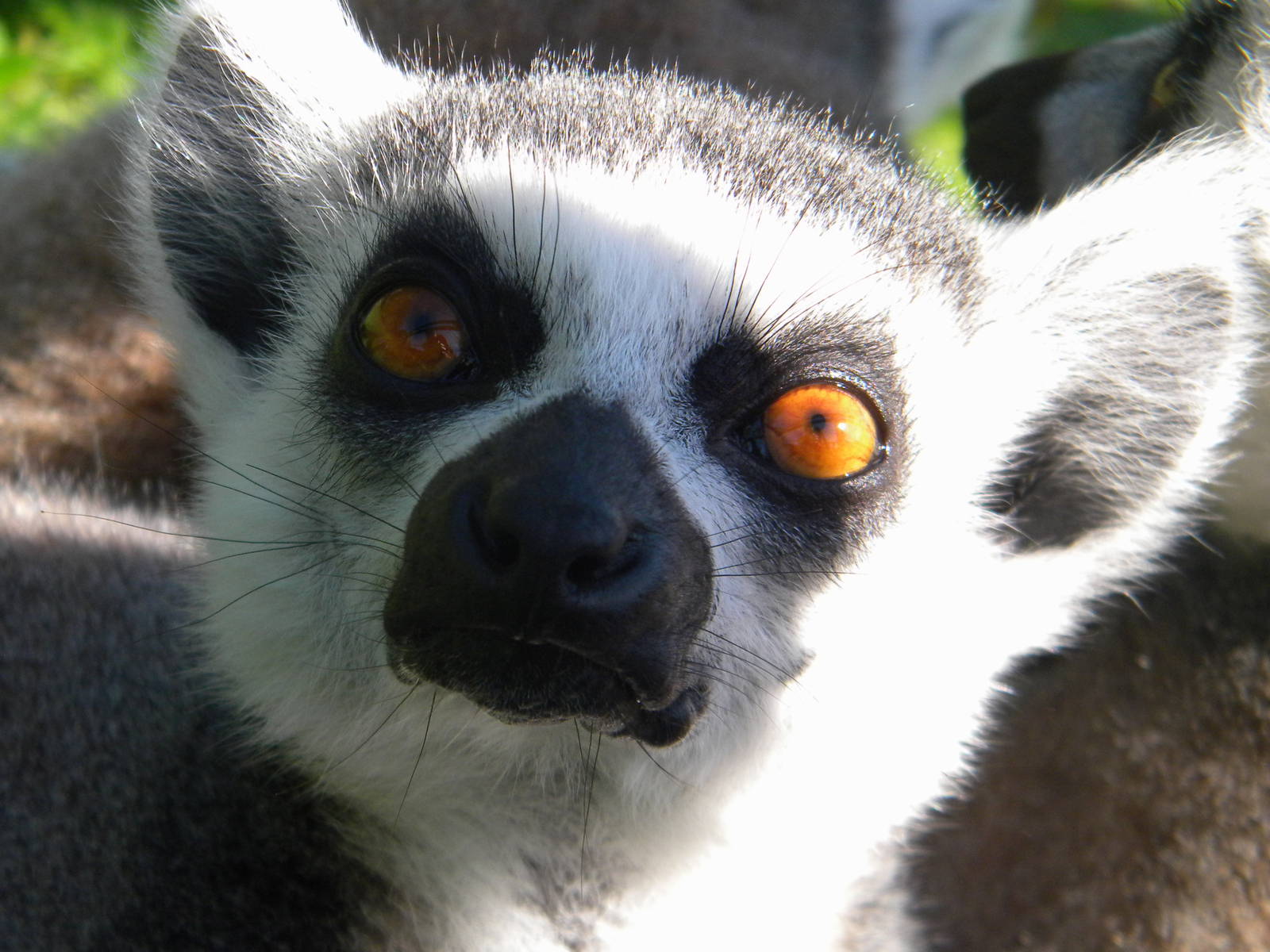 Ring tailed Lemur at Blackpool Zoo 05/08/11