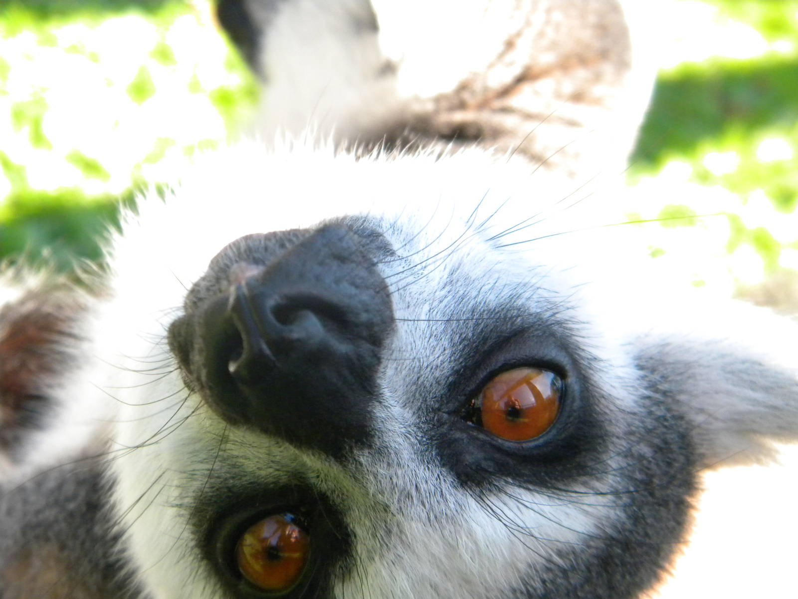Ring tailed Lemur at Blackpool Zoo 05/08/11