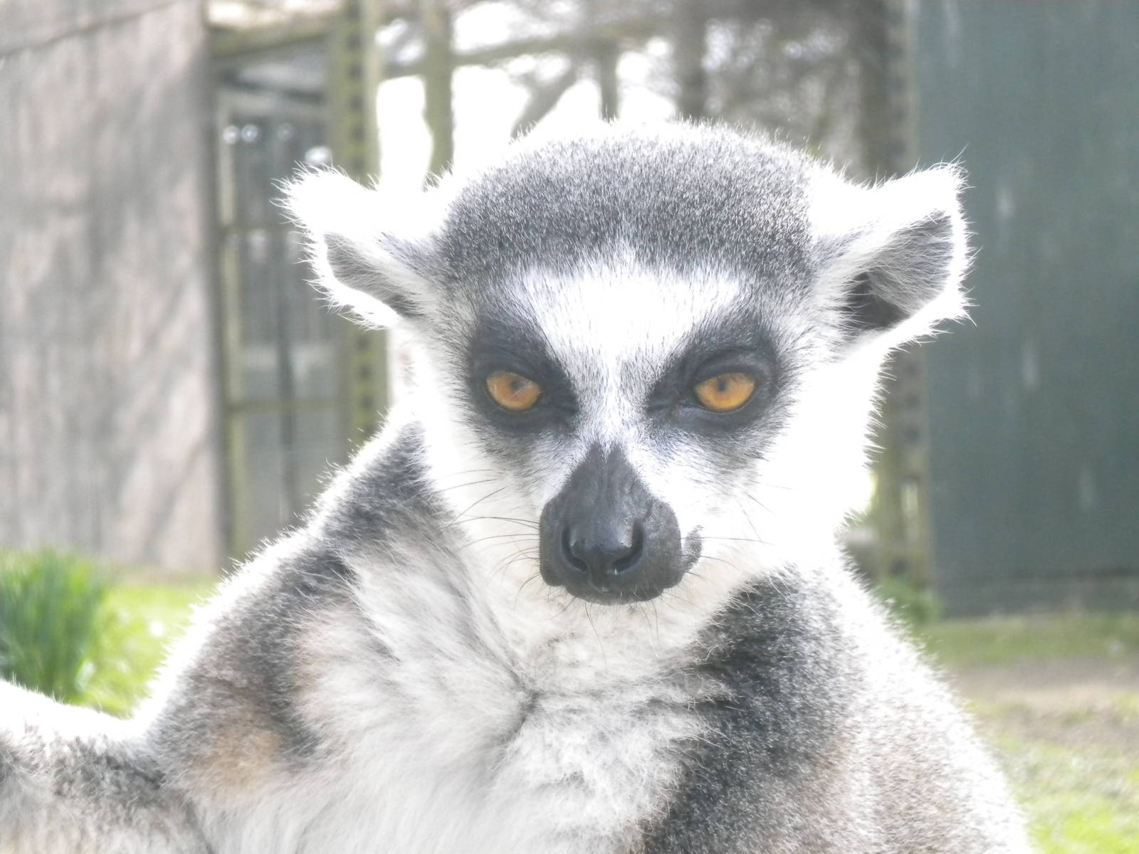 Ring tailed Lemur at Blackpool Zoo 06/05/11