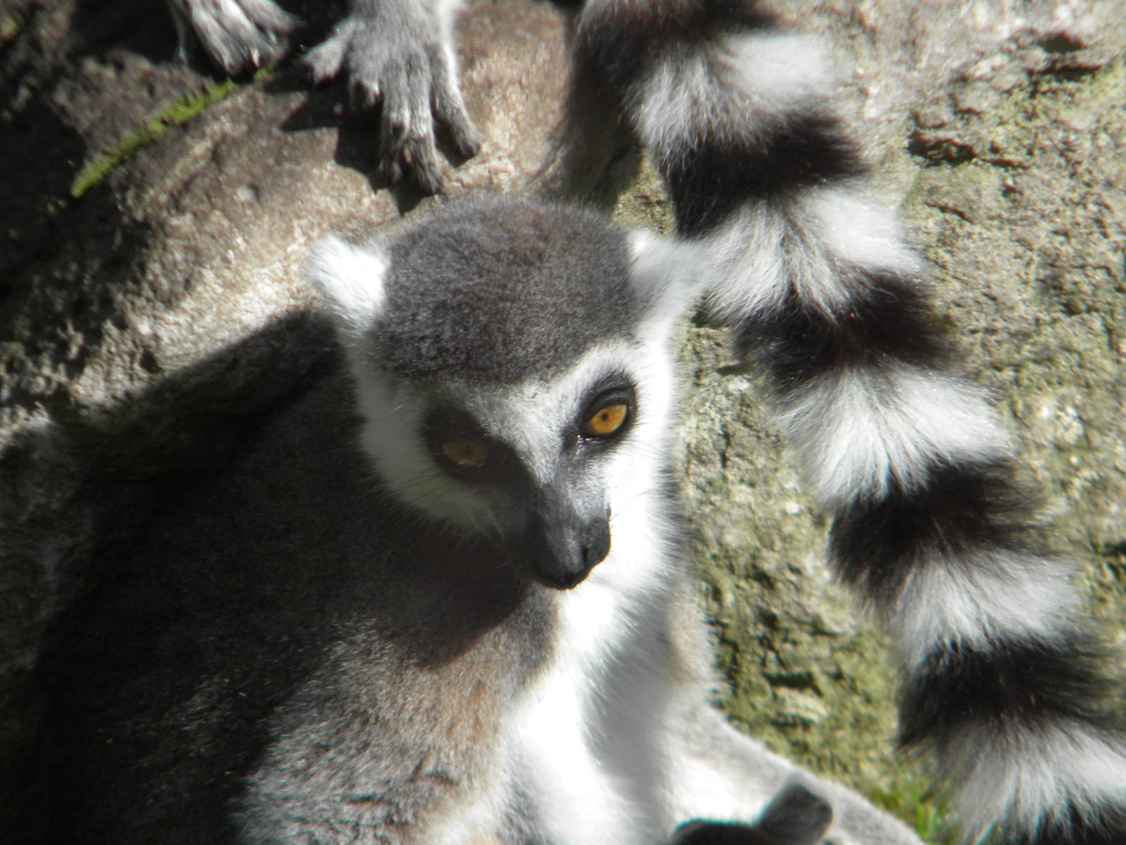 Ring Tailed Lemur at Blackpool Zoo 10th April 2011