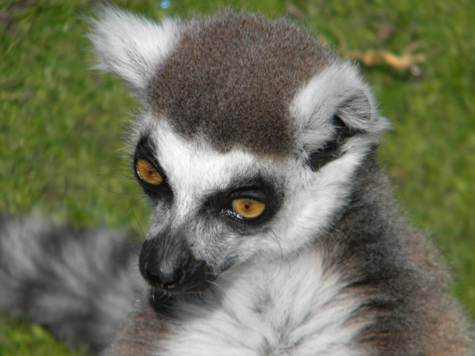 Ring Tailed Lemur at Blackpool Zoo 10th April 2011