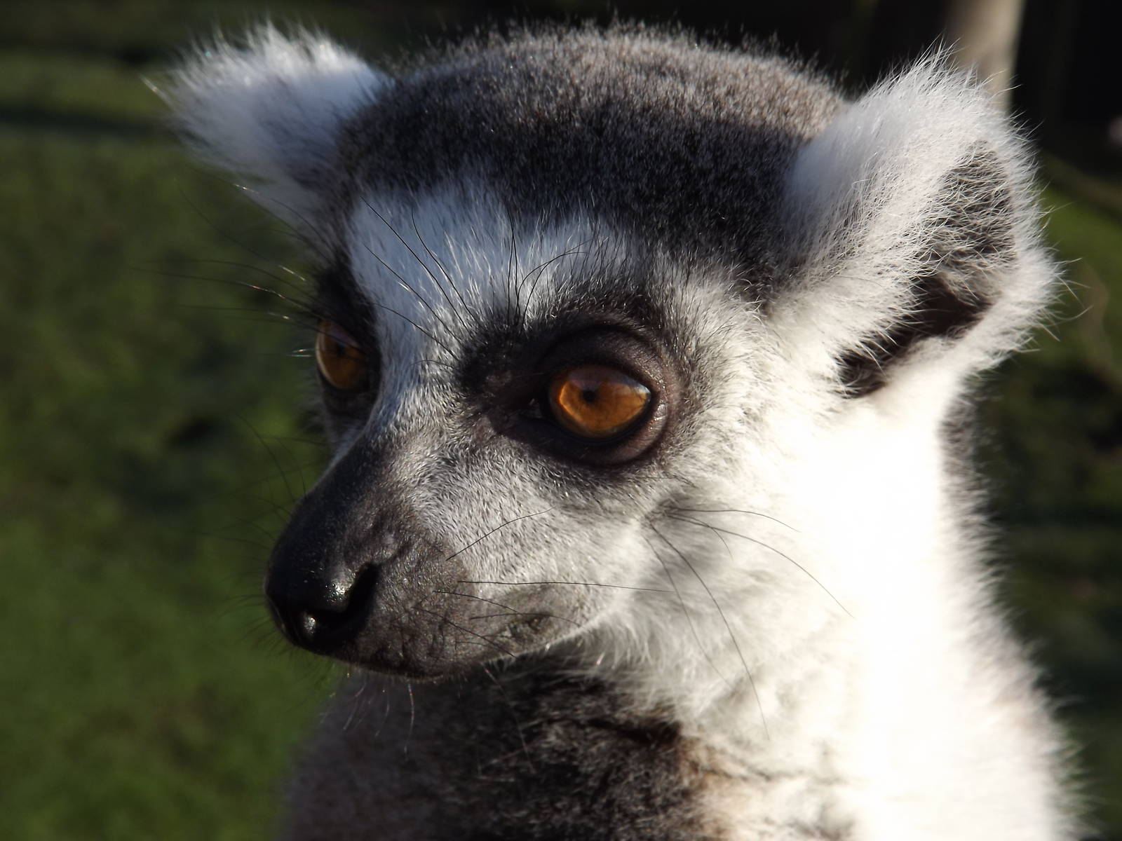 Ring tailed lemur at Blackpool Zoo 15/01/12