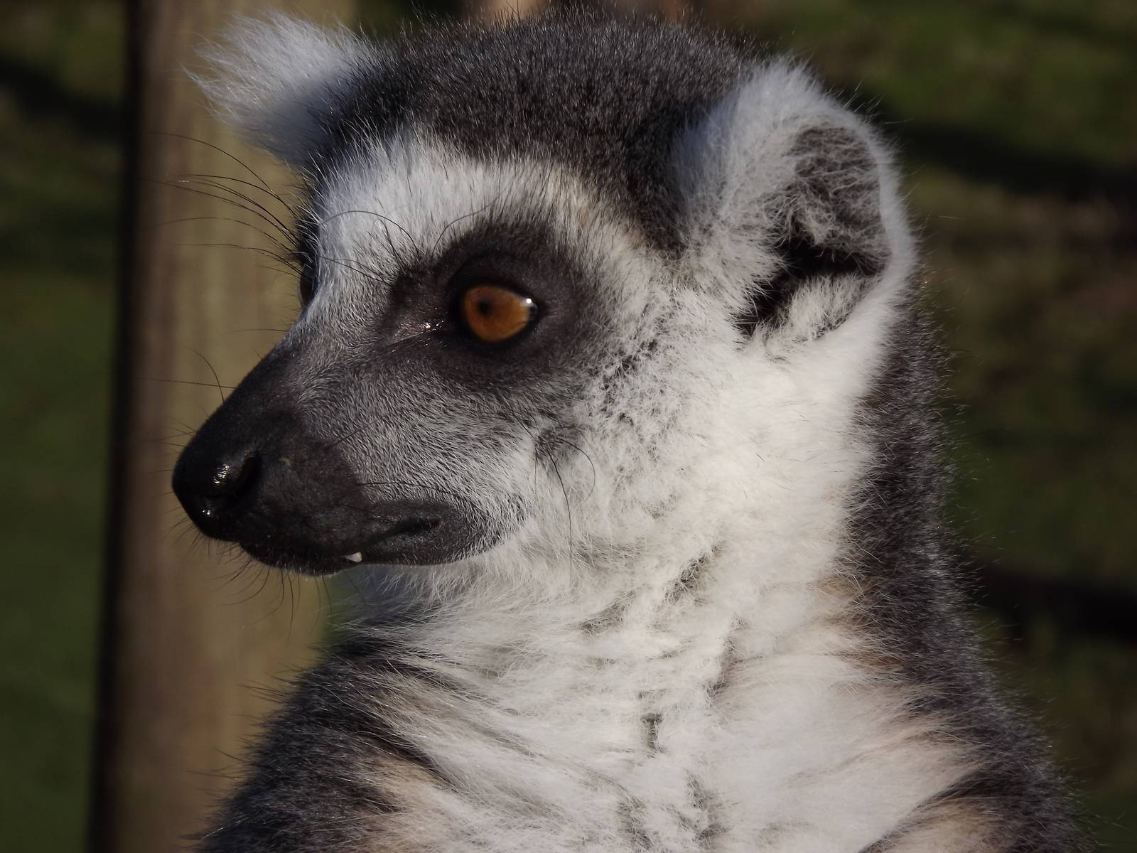 Ring tailed lemur at Blackpool Zoo 15/01/12