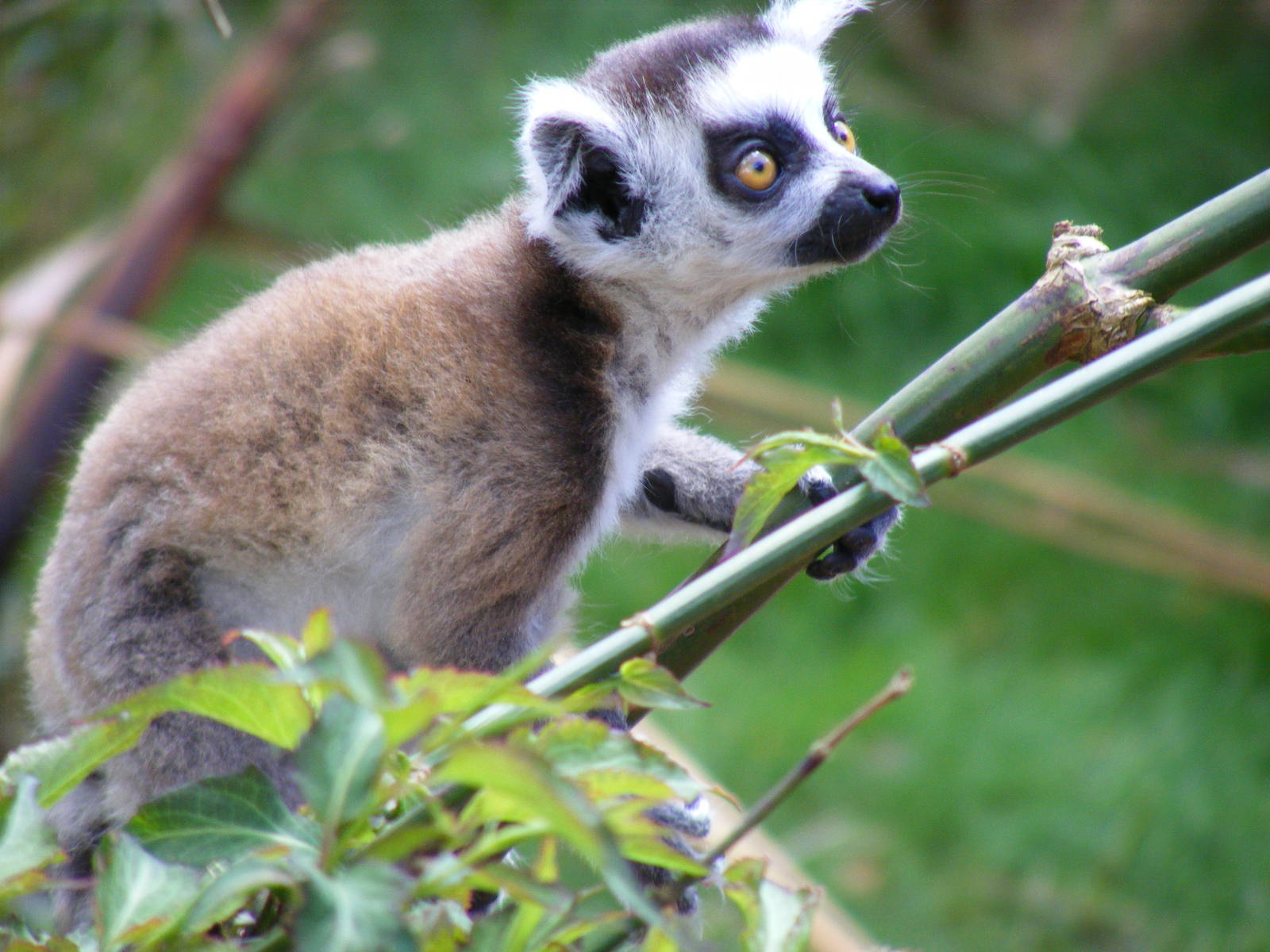 Ring-tailed lemur at Cotswold Wildlife Park, 3 May 2010