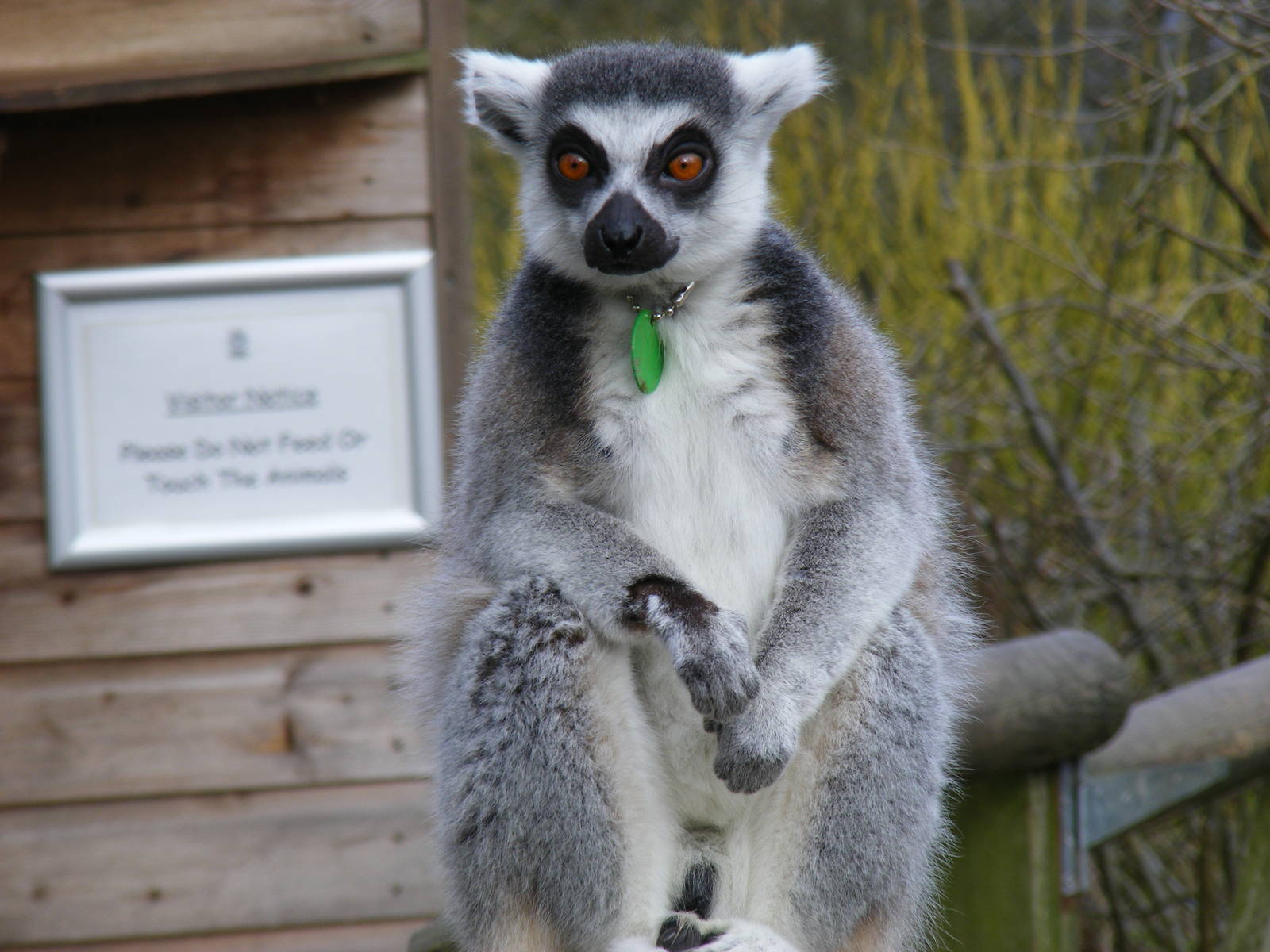 Ring-tailed lemur at Dudley Zoo, 12 February 2010