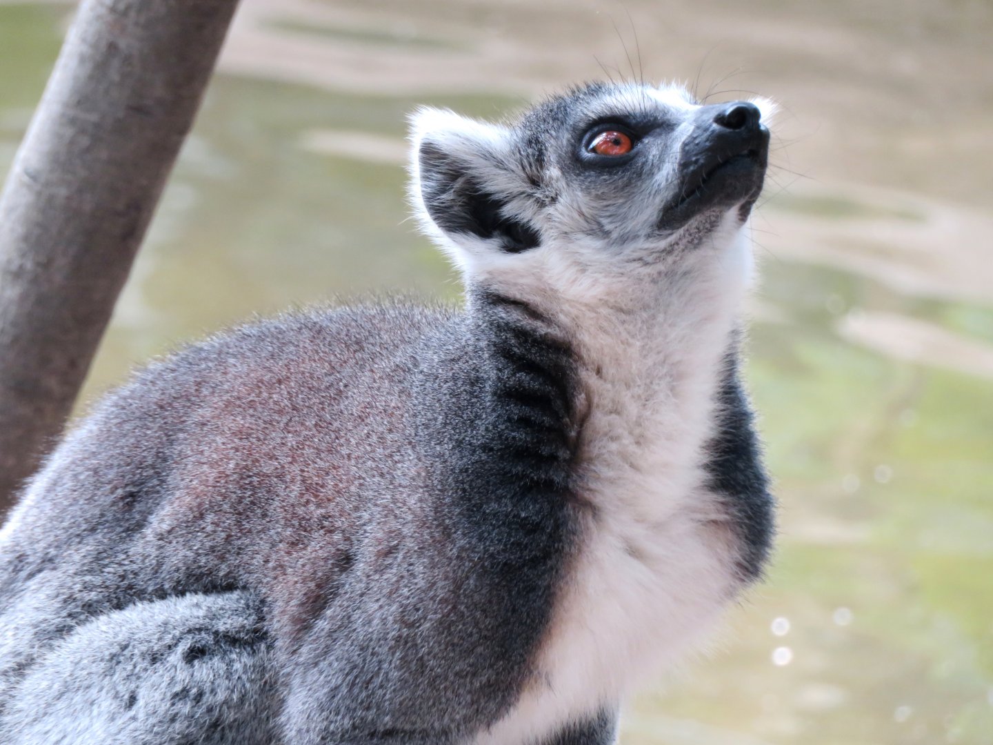 Ring-tailed Lemur at Kobe Animal Kingdom