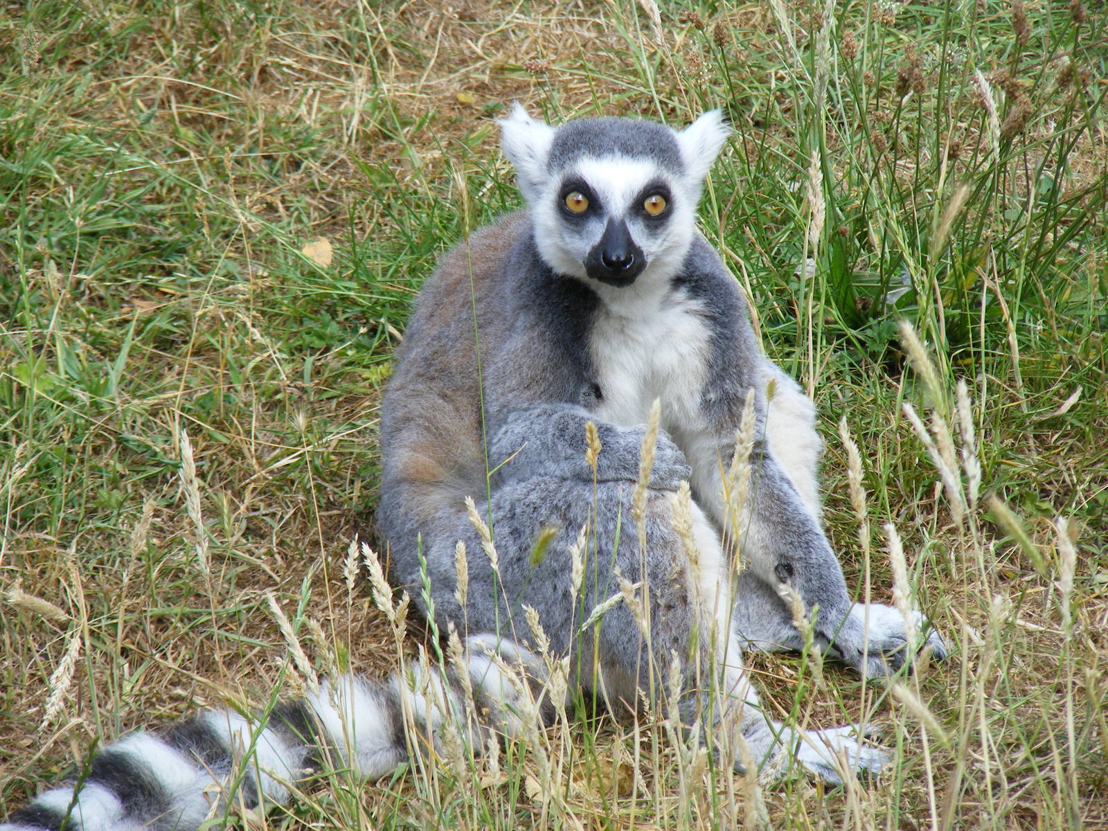 Ring-tailed lemur at Marwell Wildlife, 11 July 2010